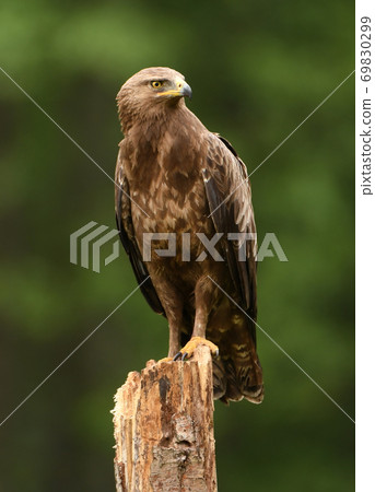 Lesser spotted eagle (Clanga pomarina) 69830299