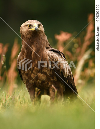 Lesser spotted eagle (Clanga pomarina) Lesser spotted eagle (Clanga pomarina) 69830302