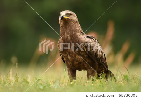 Lesser spotted eagle (Clanga pomarina) Lesser spotted eagle (Clanga pomarina) 69830303