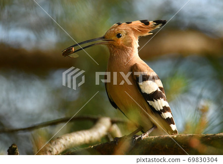 Eurasian Hoopoe or Common hoopoe (Upupa epops) Eurasian Hoopoe or Common hoopoe (Upupa epops) 69830304