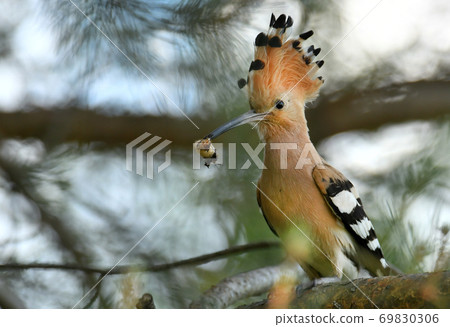 Eurasian Hoopoe or Common hoopoe (Upupa epops) 69830306