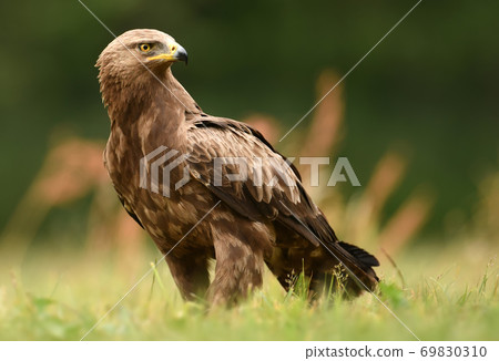 Lesser spotted eagle (Clanga pomarina) Lesser spotted eagle (Clanga pomarina) 69830310
