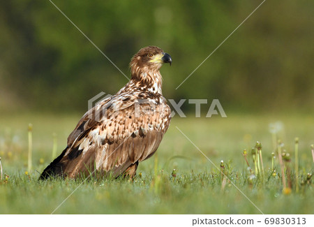White tailed eagle (Halieetus albicilla) White tailed eagle (Halieetus albicilla) 69830313