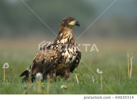 White tailed eagle (Halieetus albicilla) White tailed eagle (Halieetus albicilla) 69830314