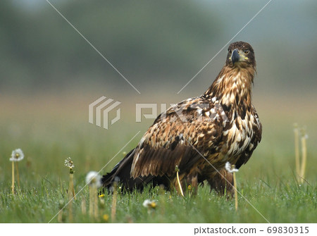 White tailed eagle (Halieetus albicilla) White tailed eagle (Halieetus albicilla) 69830315