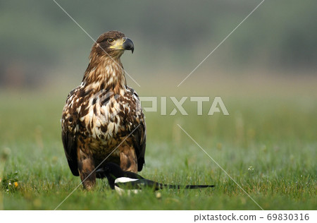 White tailed eagle (Halieetus albicilla) White tailed eagle (Halieetus albicilla) 69830316