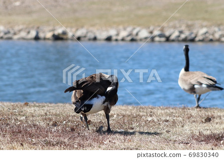 Wild Goose playing in the Ta-Ha-Zouka Park  69830340