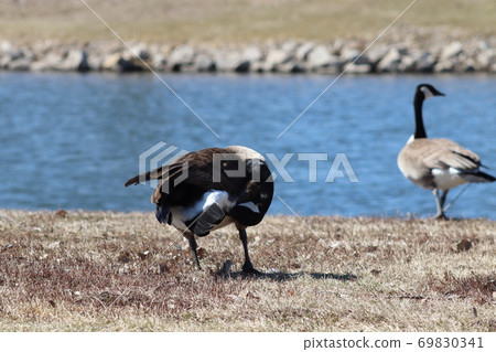 Wild Goose playing in the Ta-Ha-Zouka Park Wild Goose playing in the Ta-Ha-Zouka Park 69830341
