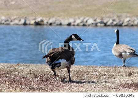 Wild Goose playing in the Ta-Ha-Zouka Park  69830342