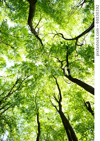 Tree canopies 69830392