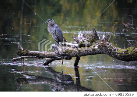 heron on a branch in the wild heron on a branch in the wild 69830589