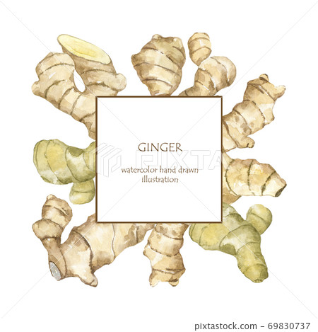 Frame of watercolor ginger roots Frame of watercolor ginger roots 69830737