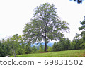 Beautiful nature landscape with trees on the green grass field on the hill 69831502