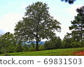 Beautiful nature landscape with trees on the green grass field on the hill 69831503