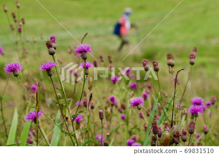 Serratula coronata blooming in the meadow of Mt. Azuma and climbers 69831510