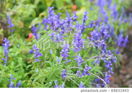 Flower of Salvia Farinassea Flower of Salvia Farinassea 69831843