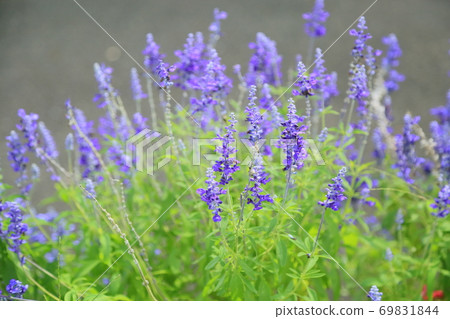 Flower of Salvia Farinassea Flower of Salvia Farinassea 69831844