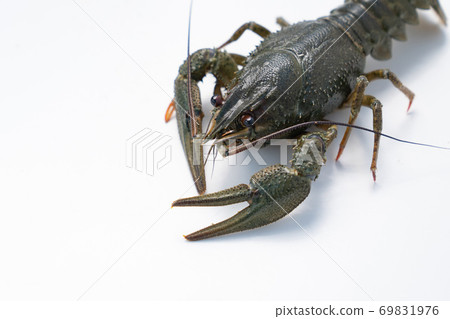 river lobster or crayfish on white background river lobster or crayfish on white background 69831976
