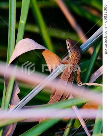 Japanese gecko crawling among plants 69832006
