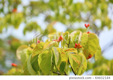  Dogwood fruit 69832184