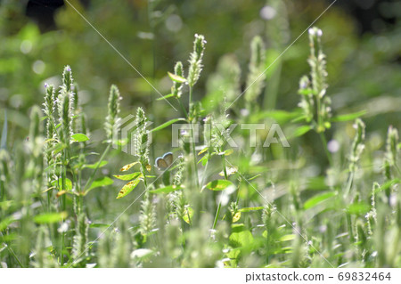 舒緩初秋的草 69832464