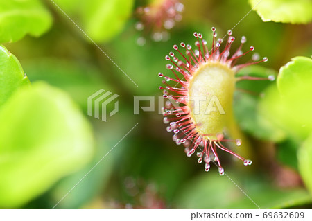 Welsh onion 69832609