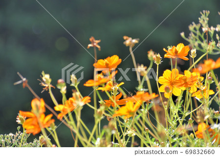 Kibana cosmos surrounded by greenery 69832660