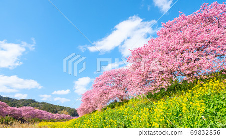Kawazu cherry blossoms in Shimogamo, Minamiizu-cho 69832856