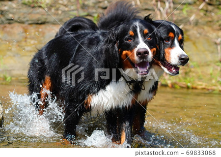 排隊的奶酪 69833068