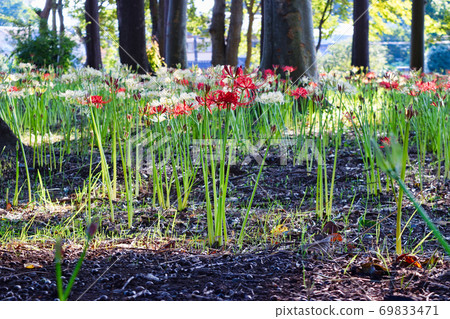 Cluster amaryllis of Sokoin (Matsudo City, Chiba Prefecture) Cluster amaryllis of Sokoin (Matsudo City, Chiba Prefecture) 69833471