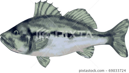 Simple and realistic black bass illustration 69833724
