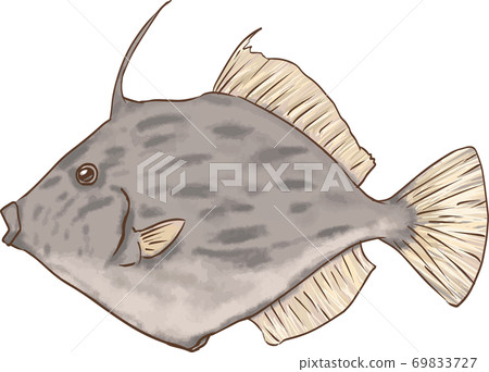Simple and realistic illustration of Kawahagi 69833727