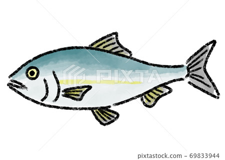 鯡魚鰊魚手繪 插圖素材 圖庫