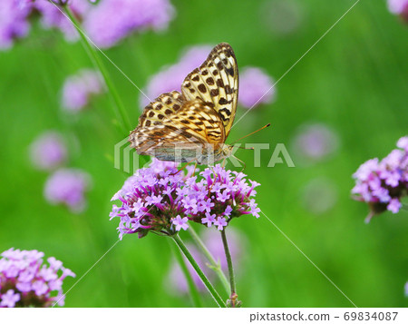Landscape, nature, insects, butterflies Photo: Pallas' fritillary that came to Yanagihanagasa in the butterfly garden 69834087