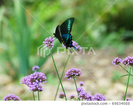 Landscape, nature, insects, butterflies, photo Chinese peacock butterfly that came to Yanagihanagasa in the butterfly garden 69834088