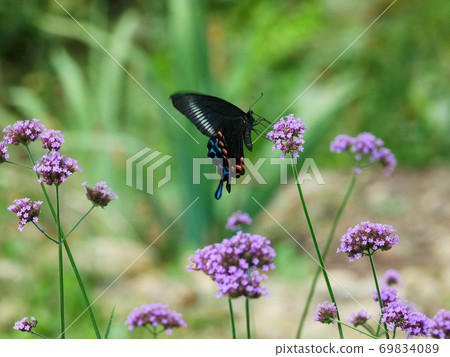 Landscape, nature, insects, butterflies, photo Chinese peacock butterfly that came to Yanagihanagasa in the butterfly garden 69834089