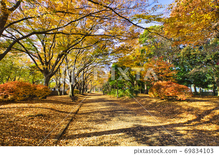 Autumn Komazawa Park Fallen Leaves Autumn Leaves Horizontal Composition 2 69834103