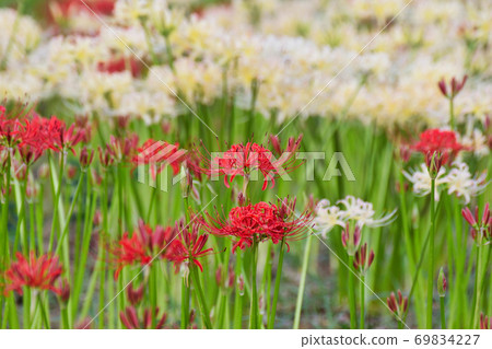 Sokouin的Higanbana（千葉縣松戶市） 69834227