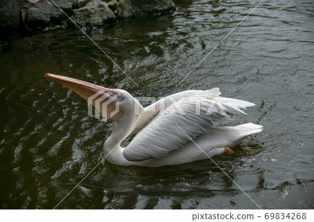 Dalmatian pelican reacting to the voice of the feeder 69834268