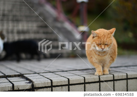 Lonely stray cat 69834588