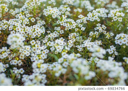 Flowers are alyssum close-up Flowers are alyssum close-up 69834766