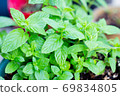 Mint grown in the balcony garden 69834805