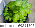 Basil growing in the balcony garden 69834807