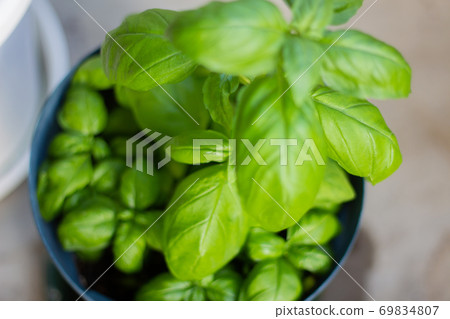 Basil growing in the balcony garden 69834807
