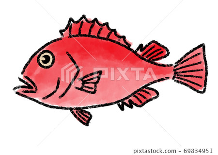 Kinki Kichiji Fish Hand Painted Stock Illustration