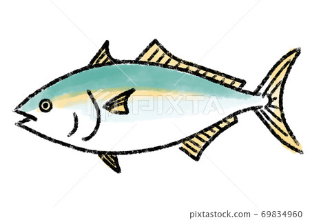 Inada Hamachi Buri魚手繪 插圖素材 圖庫
