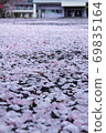 Cherry blossoms fall and pile up 69835164