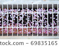 Drainage ditch and cherry blossoms 69835165