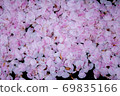 Sakura Chill Sakura Tsumori 69835166