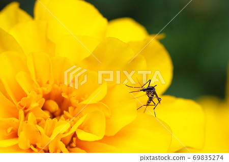 Mosquito and yellow flower Mosquito and yellow flower 69835274